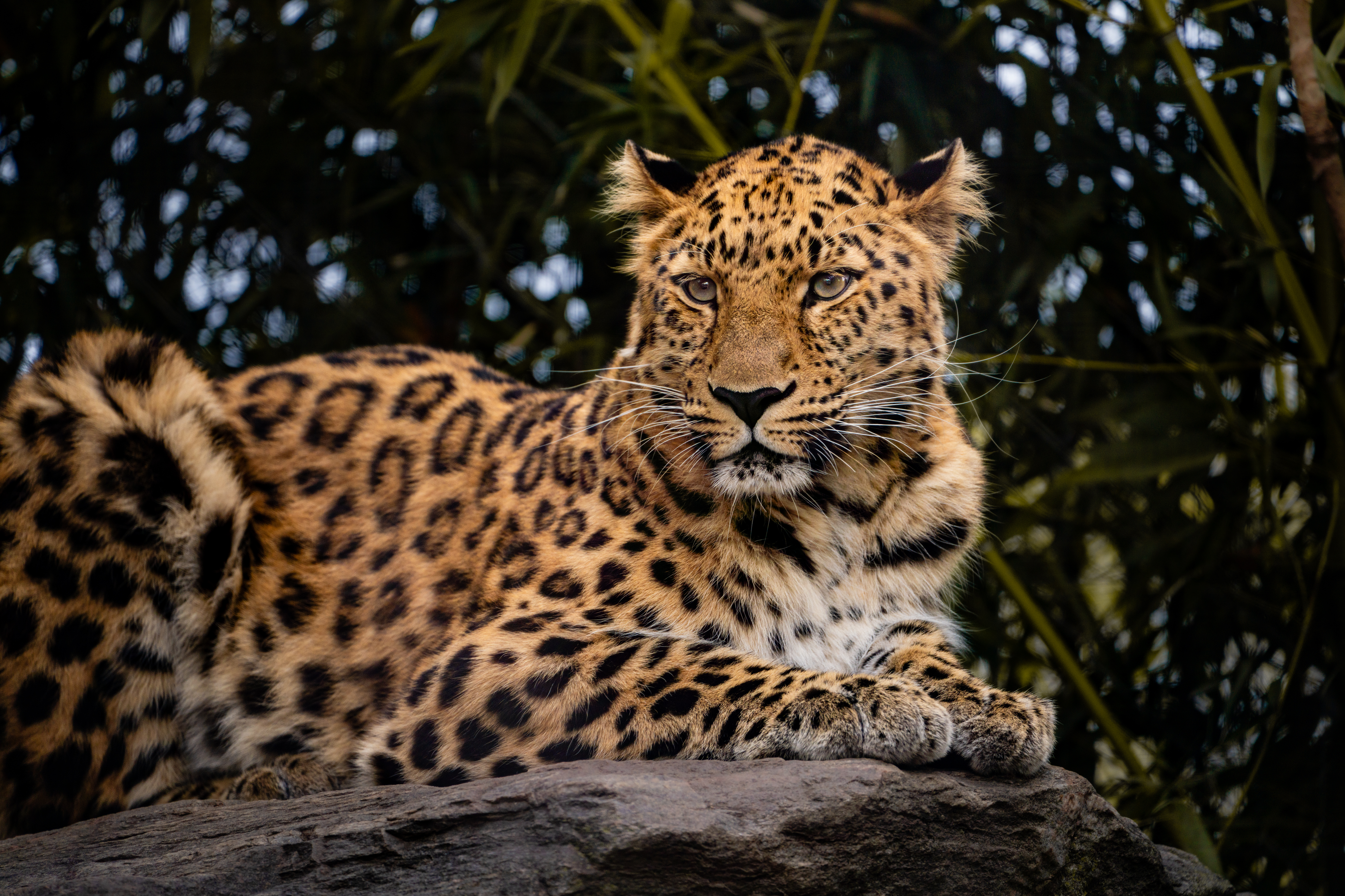 Antin the Amur Leopard